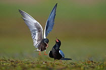 White-winged tern (Chlidonias leucopterus) pair, courtship display, male landing with a food gift for female, Biebrza National Park, Poland. May.