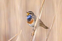 Bluethroat (Luscinia svecica) male in breeding plumage, perched on reed, singing, Wroclaw, Lower Silesia, Poland. April.