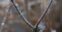 Close up timelapse of ice crystals forming on vegetation. Timelapse created from stills and shot inside a specialist freezing cabinet, intended to imitate freshwater edges freezing. Controlled conditi...