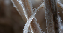 Close up timelapse of ice crystals forming on grass. Timelapse created from stills and shot inside a specialist freezing cabinet, intended to imitate freshwater edges freezing. Controlled conditions.