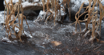 Timelapse of water freezing and ice forming around vegetation. Timelapse created from stills and shot inside a specialist freezing cabinet, intended to imitate freshwater edges freezing. Controlled co...