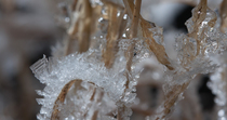 Close up timelapse of ice crystals forming on grass. Timelapse created from stills and shot inside a specialist freezing cabinet, intended to imitate freshwater edges freezing. Controlled conditions.