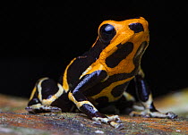 Summer's poison frog (Ranitomeya summersi) portrait, Tarapoto, Peru. Endangered. Cropped.