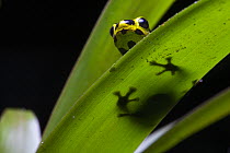 Imitating poison frog (Ranitomeya imitator) resting on leaf, Tarapoto, Peru. Cropped.