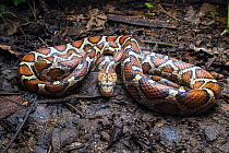 Yellow-red rat snake (Pseudelaphe flavirufa) resting on damp forest floor, Caribbean Slope of Guatemala, Sierra Caral, Izabal, Guatemala.