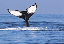 Humpback whale (Megaptera novaeangliae) tail fluke above water surface, San Jose Port, Escuintla, Guatemala, Pacific Ocean.