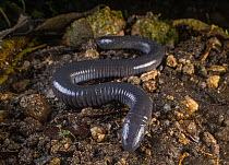 Mexican caecilian (Dermophis mexicanus) resting on damp ground,  Los Tarrales Natural Reserve, Suchitepequez, Guatemala.