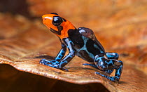 Blessed poison frog (Ranitomeya benedicta) male, carrying tadpoles on its back, transporting them to water, Yurimaguas, Alto Amazonas, Peru.