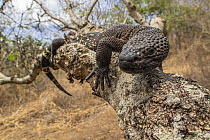 Guatemalan beaded lizard (Heloderma charlesbogerti) resting on branch, Valley of Motagua, Heloderma Natural Reserve, Zacapa, Guatemala. Endangered.