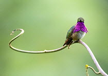 Wine throated hummingbird (Selasphorus ellioti) male, courtship display, Cloud forest, Atitlan Volcano, Solola, Guatemala.