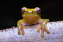 Reticulated tree frog (Dendropsophus reticulatus) portrait, Loreto, Peru.