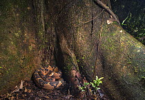 Bushmaster (Lachesis muta) coiled up at base of tree in rainforest, Amazon rainforest, Loreto, Peru. Cropped.