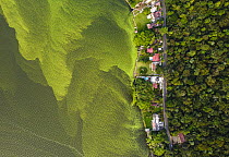 Aerial view of Green algae / Cyanobacteria covering Amatitlan Lake, one of the most contaminated lakes in the country, Amatitlan, Guatemala. November, 2021.