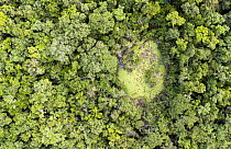 Aerial view of an "Aguada", a depression capable of holding water through the dry season in forest, Calakmul Bioshpere Reserve, Campeche, Mexico. July, 2022.