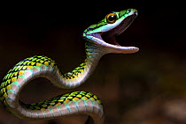 Parrot snake (Leptophis ahaetulla) with mouth open, portrait, Amazon River, Loreto, Peru.