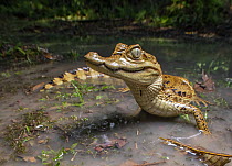 Spectacled caiman (Caiman crocodilus) in shallow water, Amazon rainforest, Loreto, Peru.