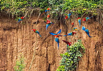 Red macaws (Ara macao), Blue and yellow macaws (Ara ararauna), and Red and green macaws (Ara chloropterus) group perched at Chuncho clay lick, Tambopata Natural Reserve, Madre de Dios, Peru. Cropped.