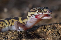 Central American banded gecko (Coleonyx mitratus) with tongue poking out, portrait, Motagua Valley, Heloderma Natural Reserve, Zacapa, Guatemala. Cropped.