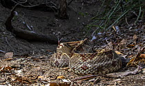 Central American rattlesnake (Crotalus simus) resting on forest floor with tongue out, Heloderma Natural Reserve, Zacapa, Guatemala. Cropped.