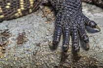 Guatemalan beaded lizard (Heloderma charlesbogerti) foot detail,  Heloderma Natural Reserve, Zacapa, Guatemala. Endangered.