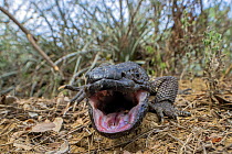 Guatemalan beaded lizard (Heloderma charlesbogerti) with mouth open in defensive posture, Heloderma Natural Reserve, Zacapa, Guatemala. Endangered.