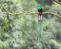Resplendent quetzal (Pharomachrus mocinno) male, perched on branch, Atitlan Volcano, Solola, Guatemala. Cropped