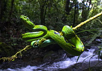 Yellow blotched palm pit viper (Bothriechis aurifer) coiled around a branch over a river in Cloud forest, Ranchitos del Quetzal Reserve, Baja Verapaz, Guatemala.
