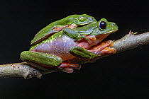 Black-eyed tree frogs (Agalychnis moreleti) pair in amplexus, male with nictitating membrane visible, Finca El Amate, Escuintla, Guatemala.