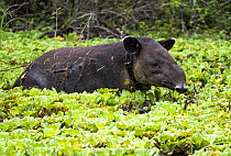 Baird's tapir (Tapirus bairdii) wearing radio collar, wading through wetland vegetation, Calakmul Bioshpere Reserve, Campeche Mexico. Cropped.