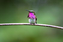 Wine throated hummingbird (Selasphorus ellioti) male, courtship display, Cloud forest, Atitlan Volcano, Solola, Guatemala.