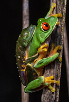 Red eyed tree frog (Agalychnis callidryas) pair in amplexus at night, Calakmul Biosphere Reserve, Campeche, Mexico. Cropped.