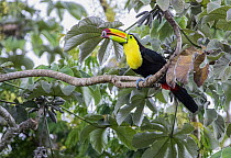 Keel-billed toucan (Ramphastos sulfuratus) perched on branch with fruit in beak, Calakmul Bioshpere Reserve UNESCO Site, Campeche, Mexico.