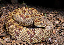 Central American rattlesnake (Crotalus simus) resting on dry forest floor, Motagua Valley, Zacapa, Guatemala.