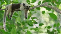 Northern tamandua (Tamandua mexicana) juvenile sleeping on a branch swaying in the wind, Osa Peninsula, Costa Rica. February.