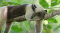 Northern tamandua (Tamandua mexicana) juvenile sleeping on branch swaying in wind, Osa Peninsula, Costa Rica. February.