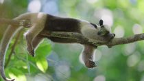 Northern tamandua (Tamandua mexicana) juvenile resting on branch swaying in wind, Osa Peninsula, Costa Rica. February.