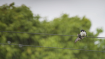 Fiji woodswallow (Artamus mentalis) perched on a cable in the rain. The bird stretches its wing and tail feathers. This species is endemic to Fiji. Viti Levu, Fiji.