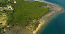Aerial shot of mangrove-fringed coastline. The drone rotates round the coastline. Near Momi Bay, Viti Levu, Fiji.