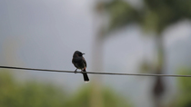 Red-vented bulbul (Pycnonotus cafer) perched on a cable. The animal looks around and then defecates. This is an invasive species in Fiji. Suva, Fiji's capital, Viti Levu, Fji.