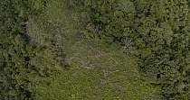 Aerial shot of deforested hillside. The drone continuously rotates round the hillside. Area located within the densely forested area of Namosi Province, Viti Levu, Fiji.