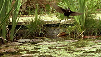Blackbird (Turdus merula) male lands on lily-pad and attempts to catch a Smooth newt (Lissotriton vulgaris) but only picks up algae. It shakes its head and flies off, leaving frame, garden, UK.