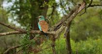 European roller (Coracias garrulus) preening whilst perched in acacia bush, Kruger National Park, Limpopo Province, South Africa.