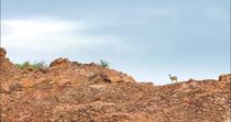 Klipspringer (Oreotragus oreotragus) female standing at the top of rocky slope before running down it, Mapungubwe National Park, Limpopo Province,  South Africa.