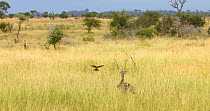 Kori bustard (Ardeotis kori) foraging in grassland with Southern carmine bee-eaters (Merops nubicoides) feeding insects disturbed by its movement, Kruger National Park, Limpopo Province, South Africa.