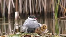 Whiskered tern (Chlidonias hybrida) begs for food from parent before crawling under their wings, where its sibling is resting, Donana National Park, Sevilla, Spain.