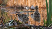 Whiskered tern (Chlidonias hybrida) parent enters frame, delivers fish to nest of two chicks, feeds one and flies off, leaving frame, Donana National Park, Sevilla, Spain.