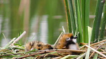 Two Whiskered tern (Chlidonias hybrida) chicks resting alone in a nest made of reeds before parent enters frame by flying in and incubates them, Donana National Park, Sevilla, Spain.