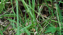 Field grasshopper (Chorthippus brunneus) resting on grass stem and moving legs, Cardiff, Wales. June.