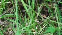 Field grasshopper (Chorthippus brunneus) resting on grass stem before walking down it backwards and leaving frame, Cardiff, Wales. June.