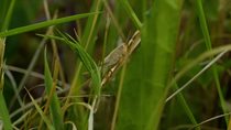 Field grasshopper (Chorthippus brunneus) resting on grass stem before jumping out of shot and leaving frame, Cardiff, Wales. June.